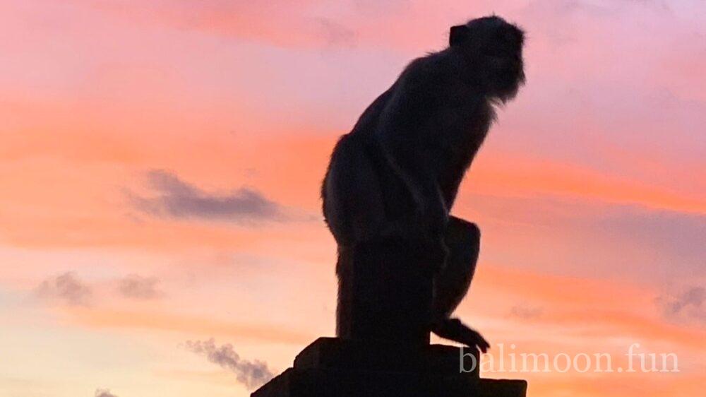 夕陽を背にする猿